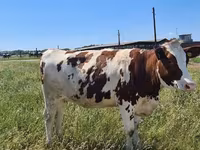 Vache, Russian Black pied cattle — photo 8