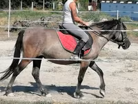 Jument, Polish pony — photo 2