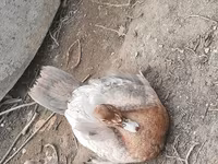 Ducks — फ़ोटो 2