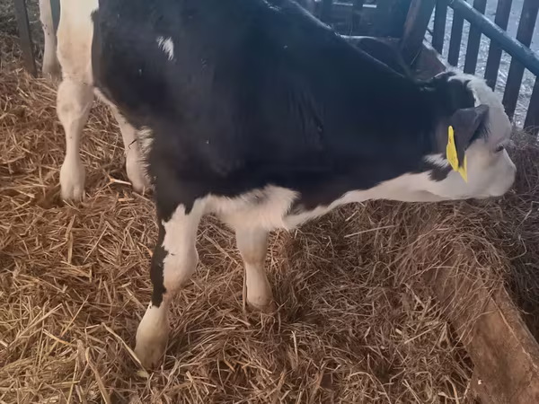 Taureau, Simmental cattle