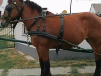 母马, Horses — 照片 3