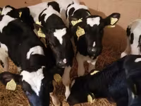 Bovins (lot, sexe non indiqué), Simmental cattle — photo 3