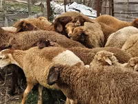 भेड़ें (लॉट, लिंग निर्दिष्ट नहीं), Karabakh sheep — फ़ोटो 4