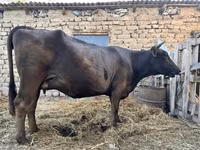 Vache, Swiss cattle — photo 5