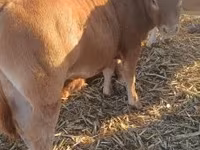 公牛, Limousin cow — 照片 1