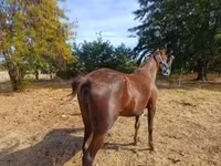 Jument, Standardbred — photo 4