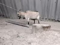母山羊, Goats — 照片 2