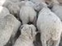 मेढ़ा, Merino sheep — फ़ोटो 2
