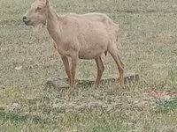 تيس, Alpine goat — الصورة 1