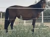فرس, Nonius horse — الصورة 7