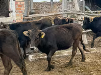 Krowa, Aberdeńsko-anguska — zdjęcie 7