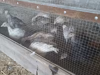 Slowenische Silberne Henne — Foto 6