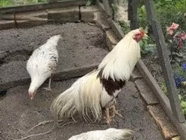 Йокогама