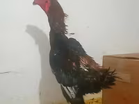 دجاج شمو — الصورة 1