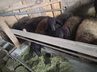 公羊, Edilbay sheep — 照片 6