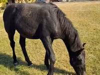 Hengst, Nonius horse — Foto 4