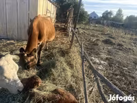 गाय, जर्सी नस्ल — फ़ोटो 1
