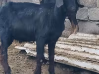 बकरा, Anatolian Black goats — फ़ोटो 4