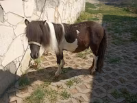 حصان, Falabella — الصورة 3