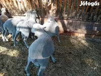 Beran, Merino sheep — foto 5