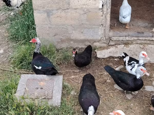 Canard musqué domestique