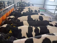 Byk, Russian Black pied cattle — zdjęcie 2