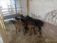 Moutons (lot, sexe non indiqué), Moutons — photo 4