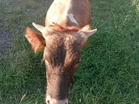 Toro, Vaca kazaja de cabeza blanca — foto 2