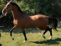 Kůň, Dutch warmblood horse — foto 3