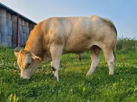 Taureau, Blonde d’Aquitane cattle — photo 2