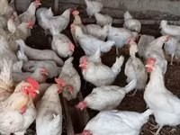 Chickens — photo 1