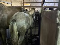 母马, Horses — 照片 2