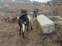 Cabro, Alpine goat — foto 1
