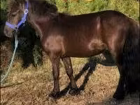Cheval, Dutch warmblood horse — photo 2