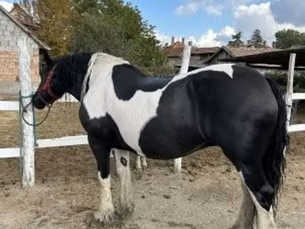 घोड़ी, Gypsy horse
