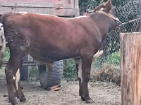 公牛, Cattle — 照片 5