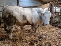 Toro, Charolais cattle — foto 2