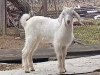 बकरा, Damask goat — फ़ोटो 3
