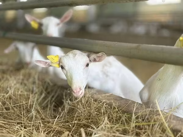 雌ヤギ, Saanen goat