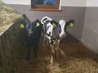Vaca, Bovinos — foto 1
