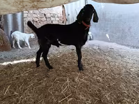 बकरा, Nubian Goat — फ़ोटो 4