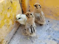 سيلكي — الصورة 2