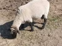 Carnero, Tsigai sheep — foto 5