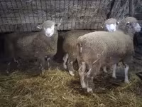 Beran, Ile-de-France sheep — foto 3