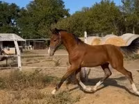 Kůň, Dutch warmblood horse — foto 1