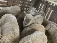 Sheep, Blackheaded Persian sheep — photo 8