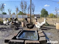 冠羽 — 照片 1