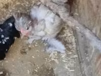 Chickens — الصورة 1
