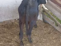 بقرة, Russian Black pied cattle — الصورة 4