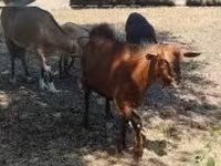 Ziegenbock, Ziegen — Foto 2